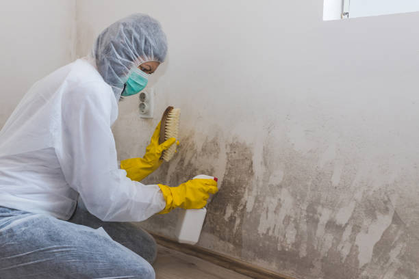 Trusted Andale, KS Mold Inspection, Removal & Remediation Experts